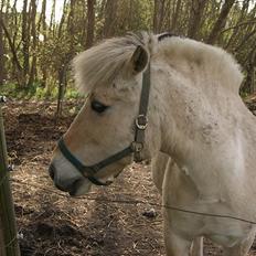 Fjordhest Sophus af Lundehøje (Himmelhest)