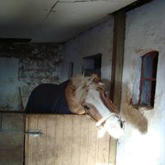 Tyroler Haflinger Anton himmelhest 