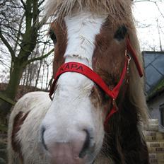 Islænder Kápa - Part