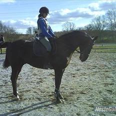 Polsk Varmblod Dukat  (Tidl. hest) 