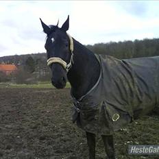 Polsk Varmblod Dukat  (Tidl. hest) 