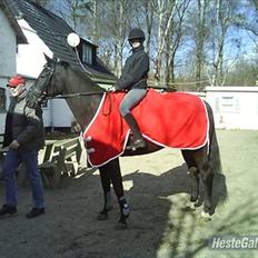Polsk Varmblod Dukat  (Tidl. hest) 