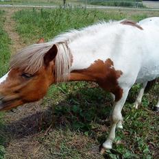 Anden særlig race " solgt" Tøsen