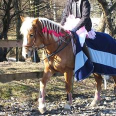 Haflinger Laura