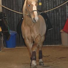 Haflinger Laura