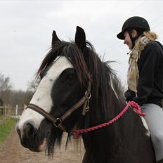 Irish Cob Ådalens Pocahontas