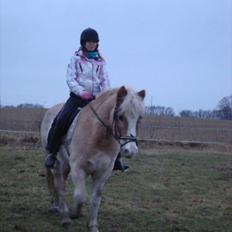 Tyroler Haflinger Anton himmelhest 