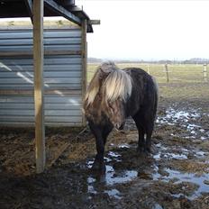 Islænder Sina från Östergård