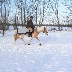 Tyroler Haflinger Kora Elghuset Tidl.part