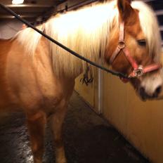 Tyroler Haflinger Kora Elghuset Tidl.part