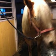 Tyroler Haflinger Kora Elghuset Tidl.part