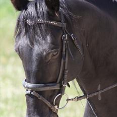Anden særlig race Ramses R.I.P