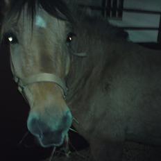 Anden særlig race Bobby