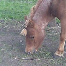 Shetlænder Tulle - solgt 