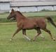 Arabisk fuldblod (OX) Jet´amie