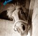 Tyroler Haflinger Anton himmelhest 