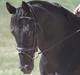 Anden særlig race Ramses R.I.P