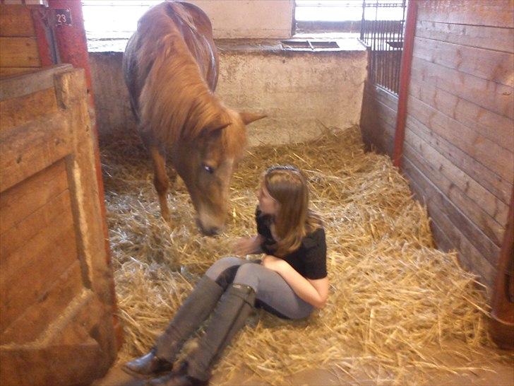 New Forest Jolly's Tanya *solgt* - Jeg elsker dig, my soulmate! *-: billede 2