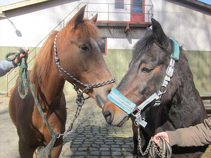 New Forest Jolly's Tanya *solgt* billede 3