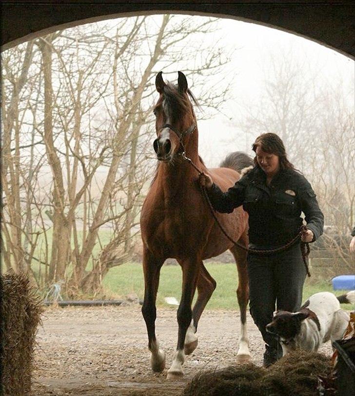 Arabisk fuldblod (OX) Wareno - Dette billede betyder enormt meget for mig, den dag Wareno kom til os.  billede 7