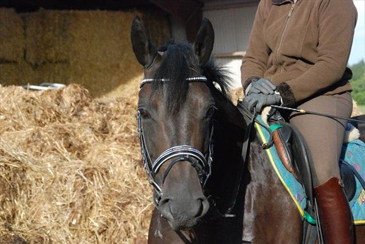 Trakehner Gozet baron SOLGT billede 4