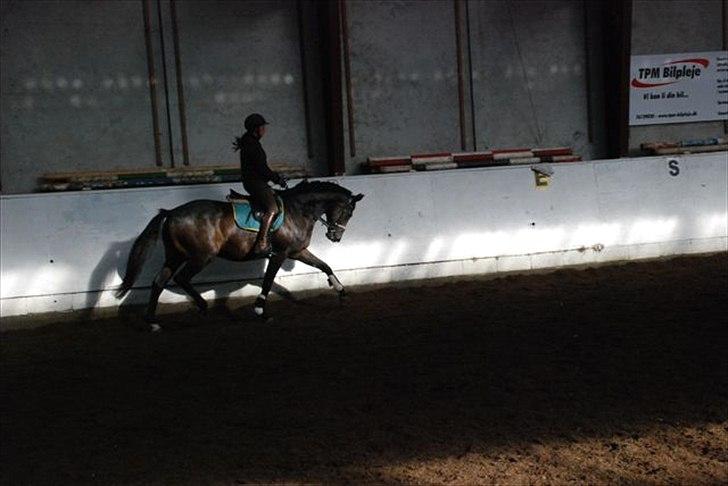 Trakehner Gozet baron SOLGT billede 5