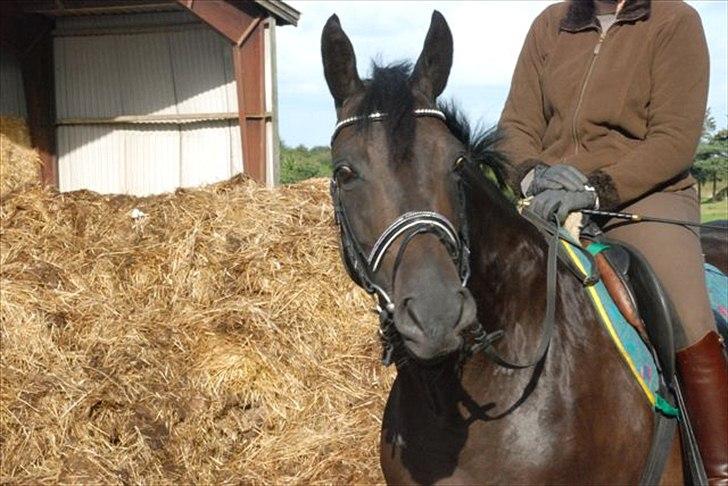 Trakehner Gozet baron SOLGT billede 6
