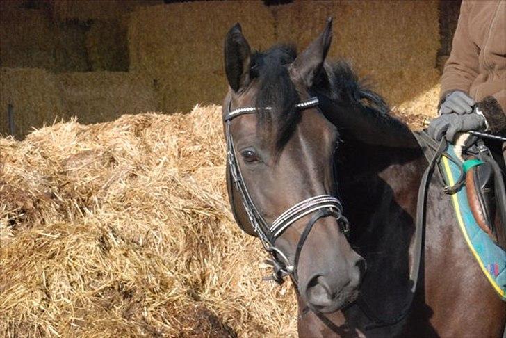 Trakehner Gozet baron SOLGT billede 7