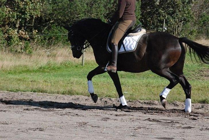 Trakehner Gozet baron SOLGT billede 8