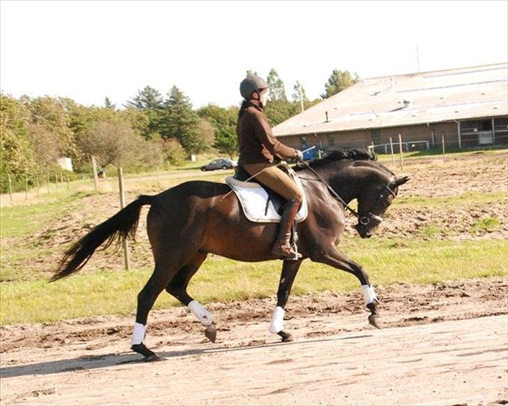 Trakehner Gozet baron SOLGT billede 9