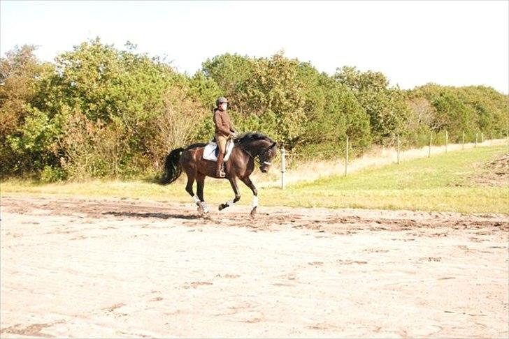 Trakehner Gozet baron SOLGT billede 10