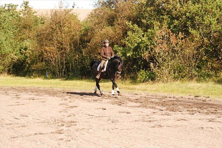 Trakehner Gozet baron SOLGT billede 11