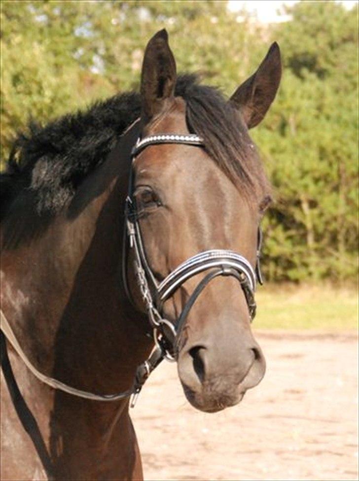 Trakehner Gozet baron SOLGT billede 12