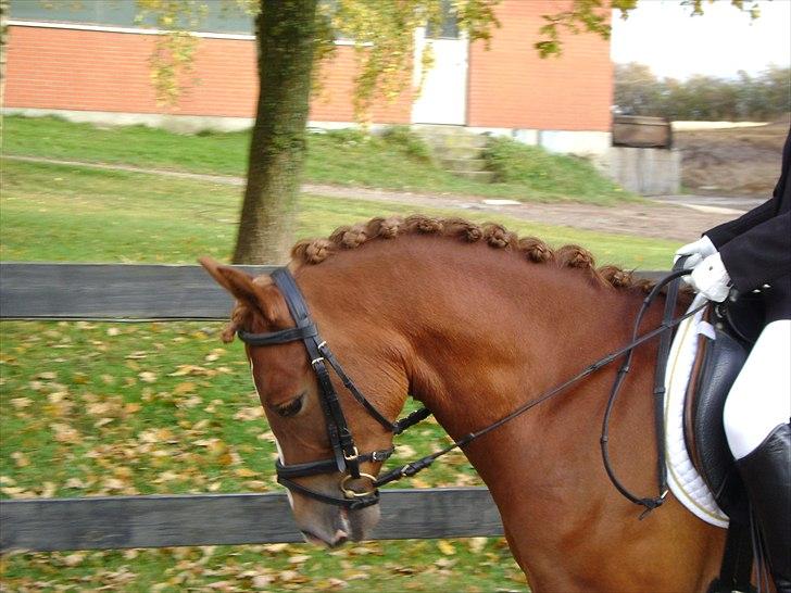 DSP Rintje - Søde Rintje<3 billede 1