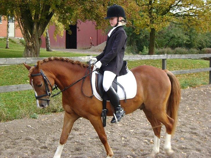 DSP Rintje - Arbejder i dressur :) billede 2