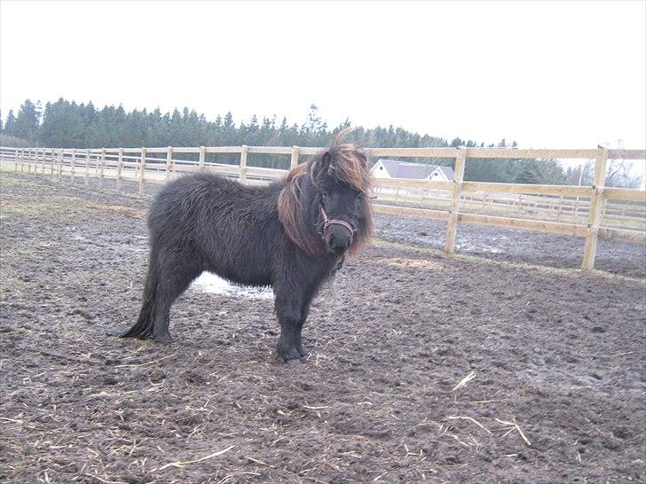 Miniature stald lille t' night wish (udlånt) billede 1