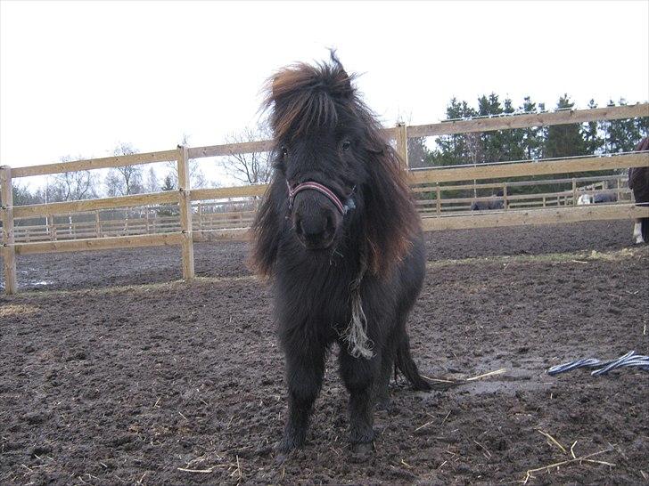 Miniature stald lille t' night wish (udlånt) billede 5