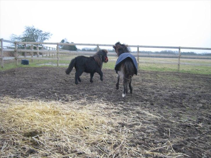 Miniature stald lille t' night wish (udlånt) - night wish viser lige lidt trav billede 6