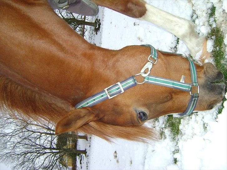 DSP Rintje - En kold vinterdag <3 billede 3