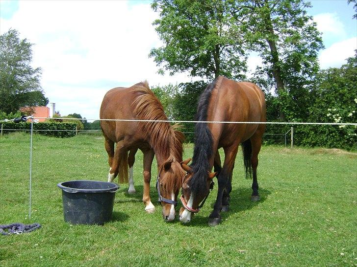 DSP Rintje - Bedste venner <3 billede 4