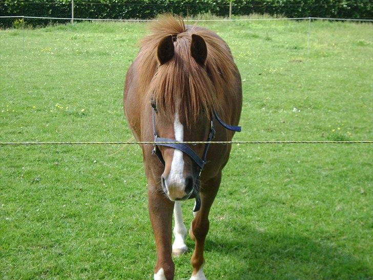 DSP Rintje - Se min tykke mave! billede 5