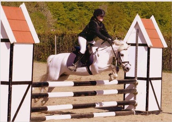 Anden særlig race - Grey Tally Star  - Til springstævne i ØRK | Foto: Susan Müller-Elman billede 7