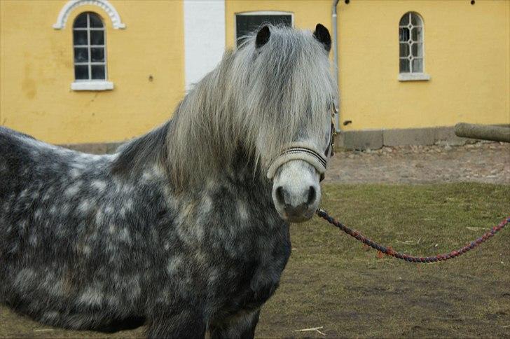 Welsh Pony (sec B) Nappemarkens Porsche - Han er god til at stå stille når der bliver taget billeder, sådan næsten :D Billede taget af Maya billede 9