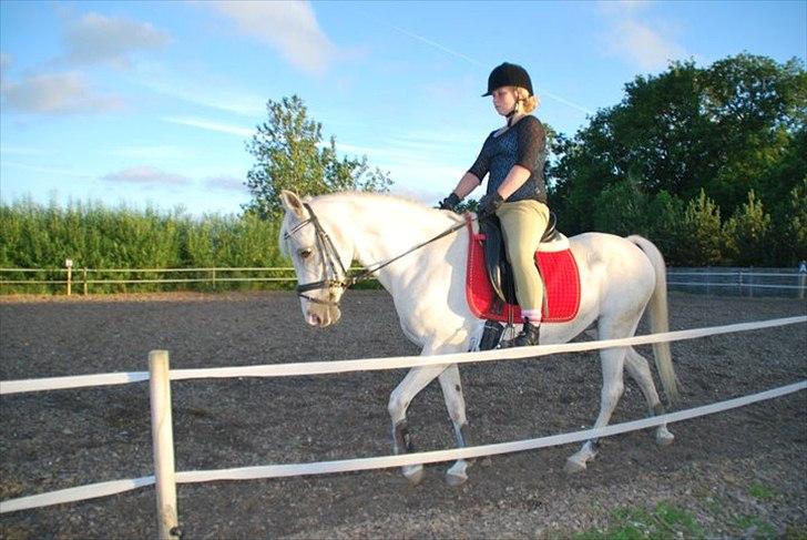 Anden særlig race (OX) Møgelvang's Magi!<3SOLGT!<3 - Med gl ejer :´) billede 3