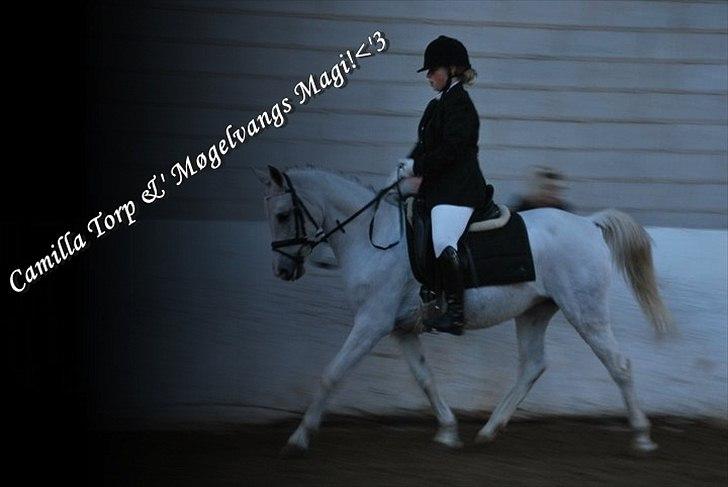 Anden særlig race (OX) Møgelvang's Magi!<3SOLGT!<3 - Med gl ejer til sit første stævne :´) billede 4