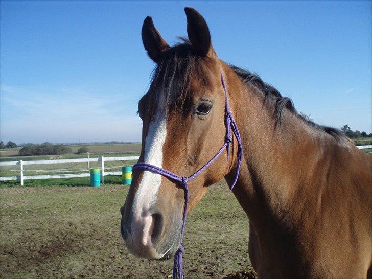 Dansk Varmblod Stokbroens Camaro - Hehe lilla er bare IKKE hans farve :P billede 3