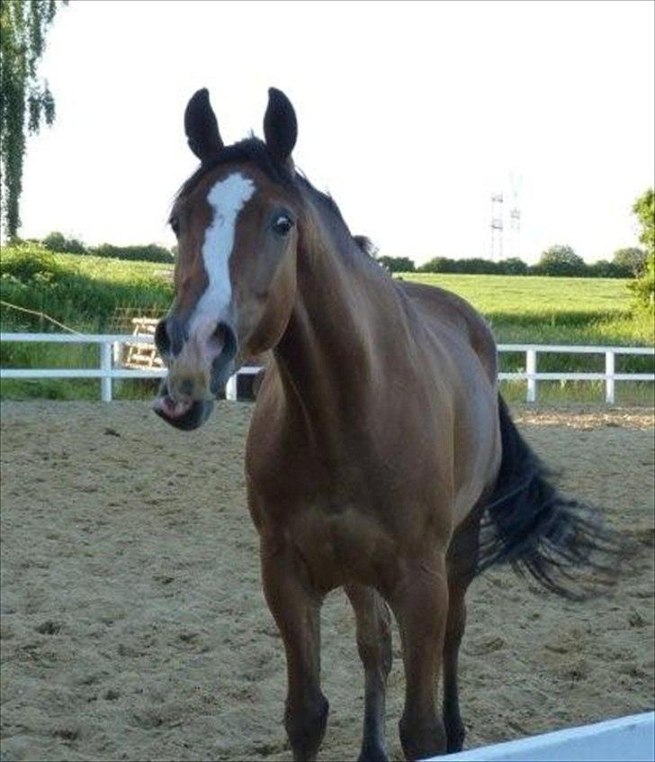 Dansk Varmblod Stokbroens Camaro - Gaaaab billede 5