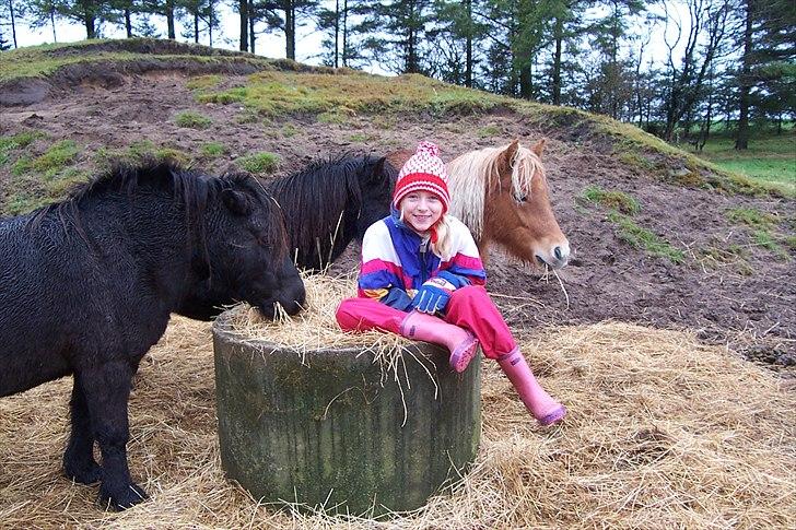 Shetlænder Ronja SOLGT billede 9