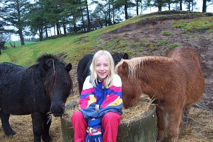 Shetlænder Ronja SOLGT billede 10