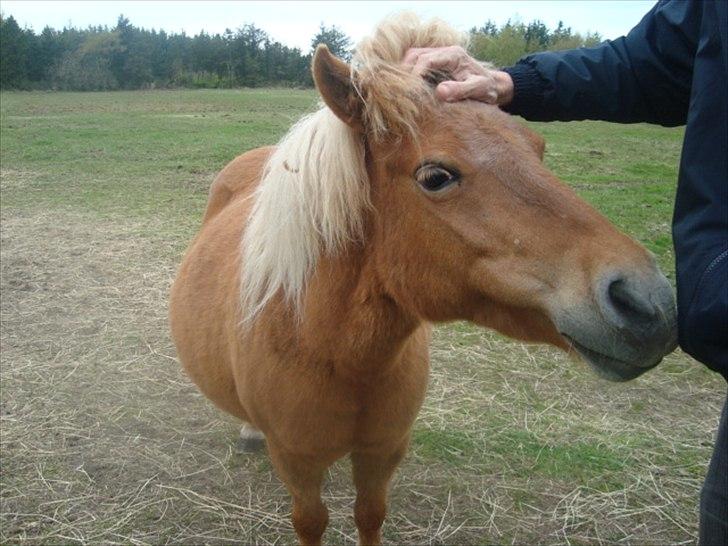 Shetlænder Ronja SOLGT billede 11